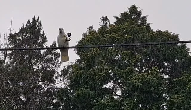 This local resident doesn't seem phased by the rain. 

Researchers call this 'behavioural flexibility': the ability to adjust in real time and work with whatever the day brings. 

What might open up if WE stopped waiting for perfect conditions? 

#squarecirclecollective
#leadershipdevelopment 
#teamdevelopment 
#hrconsulting