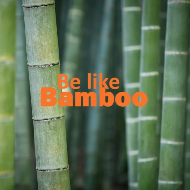 How wonderful are these early spring days!? They invite us to remember one quiet truth: renewal isn’t forceful — it’s flexible. 

Like bamboo, we can bend and adapt to change.

This is a good season to ask: Where can I soften and allow myself to bend when I feel rigid toward change?

#leadershipdevelopment
#teamdevelopment
#HRconsulting
#squarecirclecollective